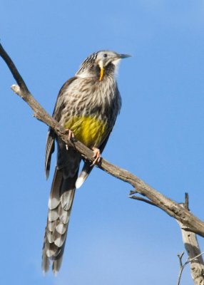 Yellow Wattlebird