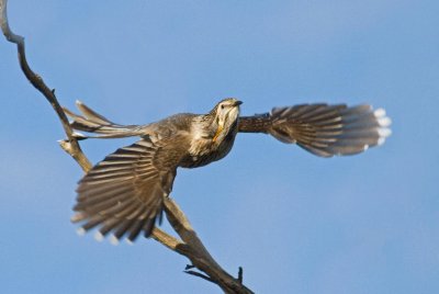 Yellow Wattlebird