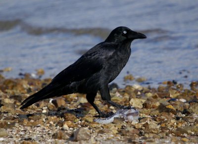 Forest Raven (sub adult)