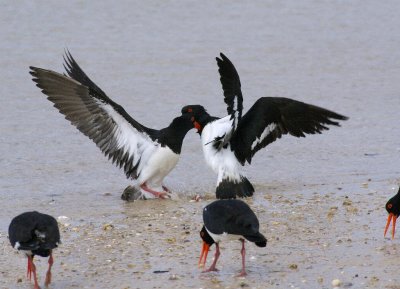 Pied Oystercatcher