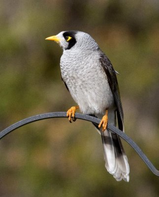 Noisy Miner