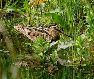 Latham's Snipe
