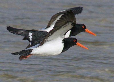 Pied Oystercatcher