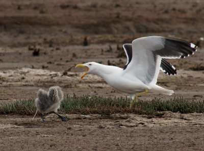 Kelp Gull (adult with chick)