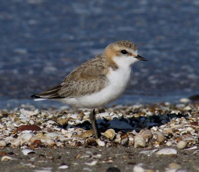 Red-capped Plover (juvenile)