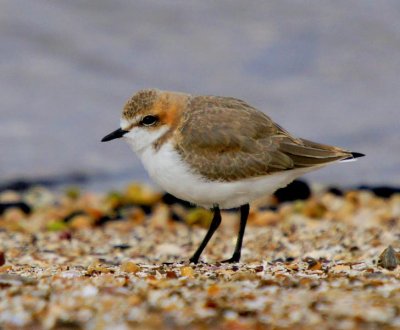 Red-capped Plover