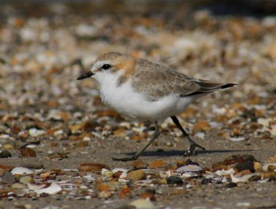 Red-capped Plover