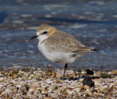 Red-capped Plover