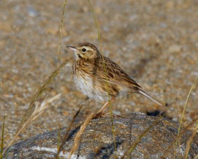 Australasian Pipit