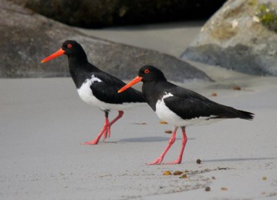 Pied Oystercatcher