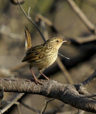 Striated Fieldwren