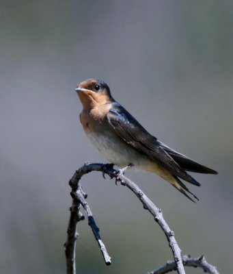 Wecome Swallow (juvenile)