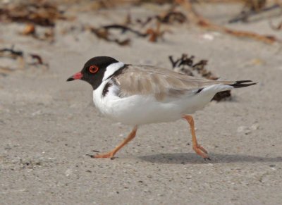 Hooded Plover