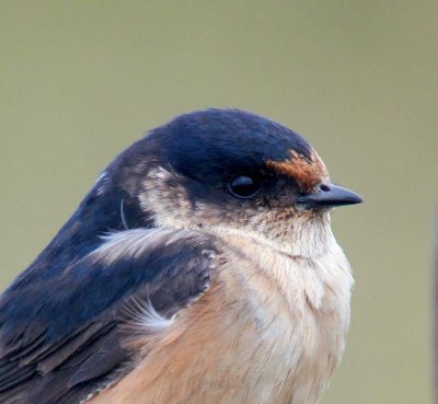 Tree Martin