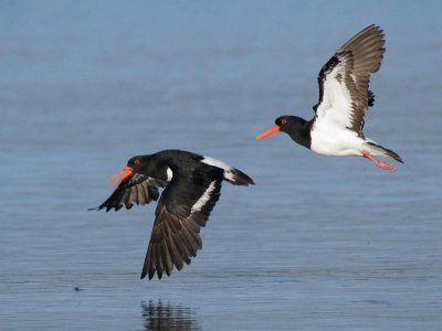 Pied Oystercatcher (breeding pair)