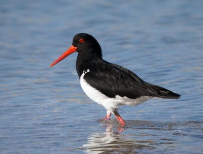 Pied Oystercatcher