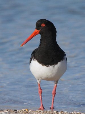 Pied Oystercatcher