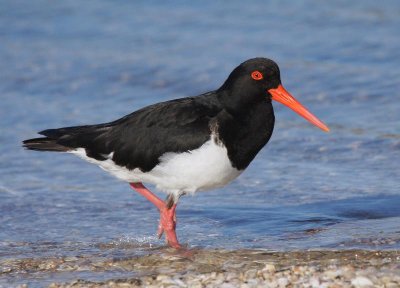 Pied Oystercatcher