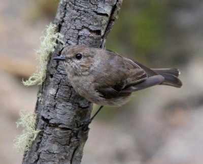 Dusky Robin