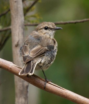 Dusky Robin