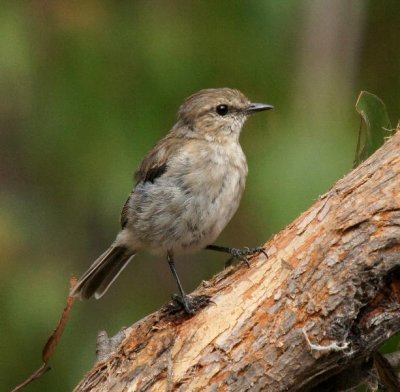 Dusky Robin