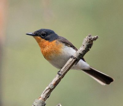 Satin Flycatcher