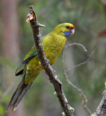 Green Rosella