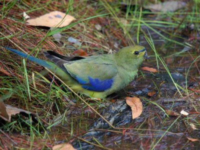 Blue-winged Parrot