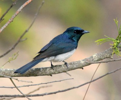 Satin Flycatcher