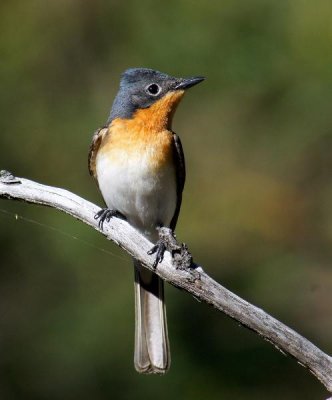 Satin Flycatcher