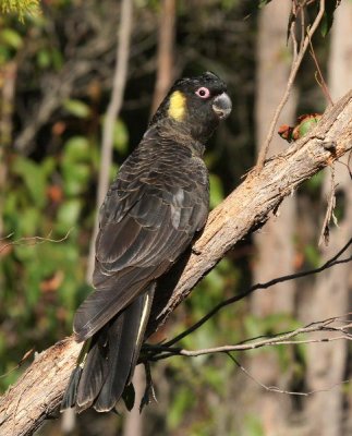 Yellow-tailed Black Cockatoo
