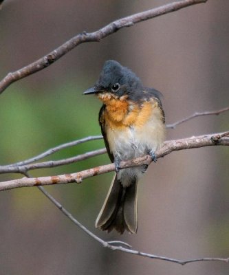 Satin Flycatcher