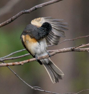 Satin Flycatcher