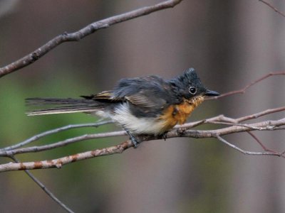 Satin Flycatcher