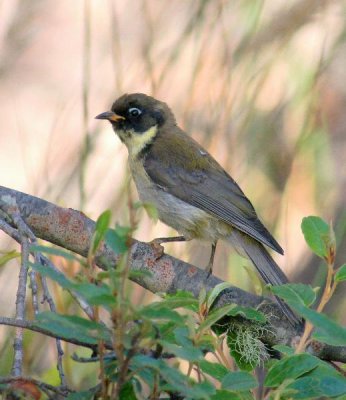 Black-headed Honeyeater (juvenile)