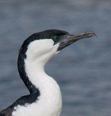 Black-faced Cormorant