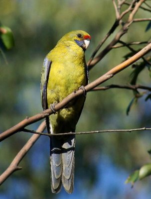 Green Rosella