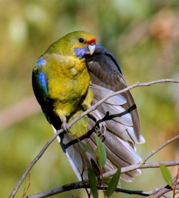 Green Rosella