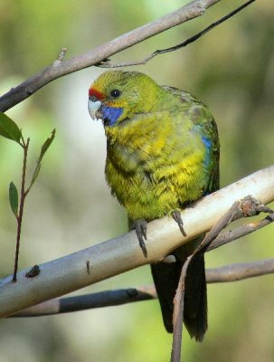Green Rosella