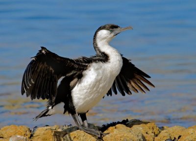 Black-faced Cormorant