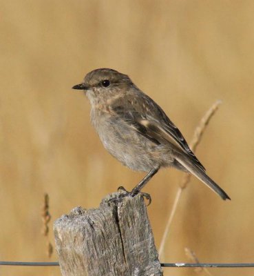 Dusky Robin