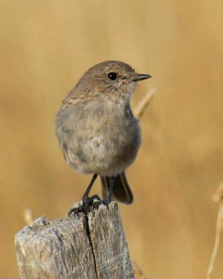 Dusky Robin