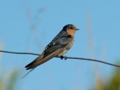 Welcome Swallow