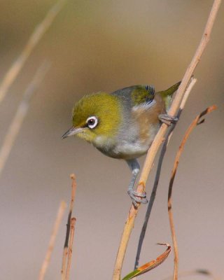 Silvereye