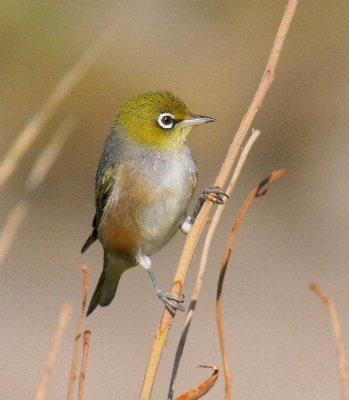 Silvereye
