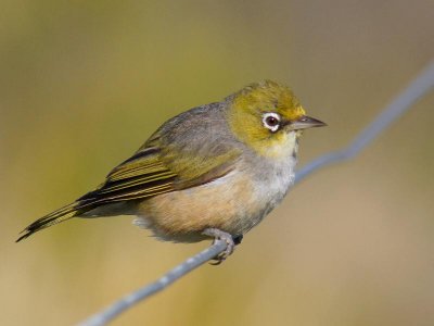 Silvereye