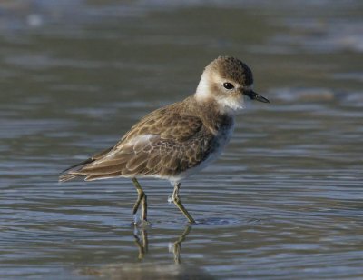 Double-banded Plover