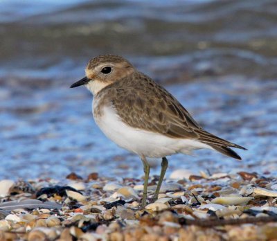 Double-banded Plover