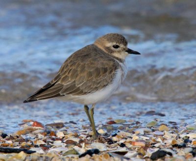 Double-banded Plover