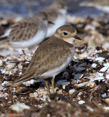 Double-banded Plover